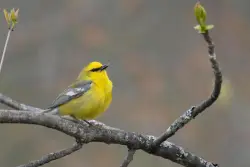 How to turn down the volume and protect wildlife in your yard and garden
