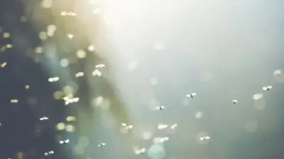 Small flies swarming in Moraga are there for a reason