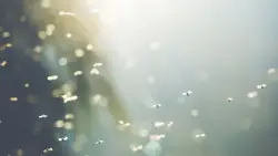 Small flies swarming in Moraga are there for a reason